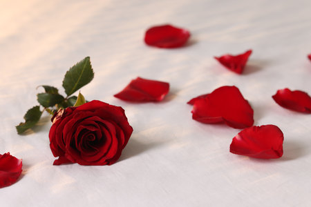 Honeymoon. Beautiful rose flower and petals on bed, closeupの写真素材