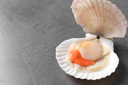 Fresh raw scallop with shell on gray table, closeup. Space for textの写真素材