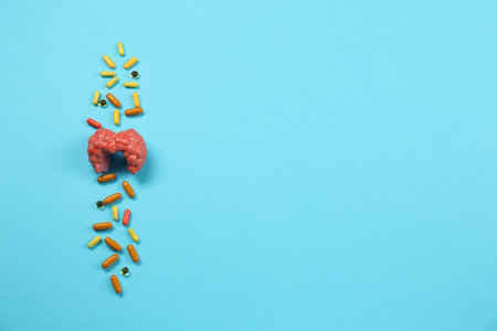 Endocrinology. Capsules and model of thyroid gland on light blue background, above view. Space for textの写真素材