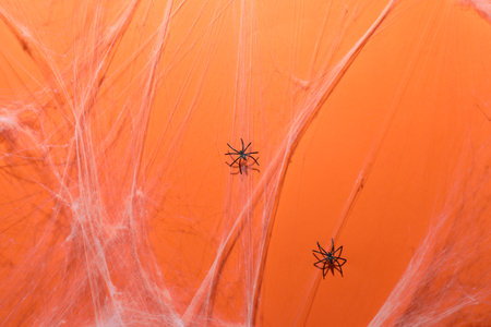 Cobweb and spiders on orange background, top viewの写真素材