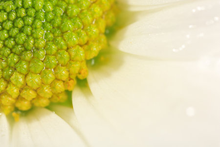 Beautiful flower with water drops as background, macro viewの写真素材