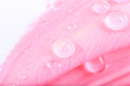 Beautiful flower with water drops on white background, macro viewの写真素材