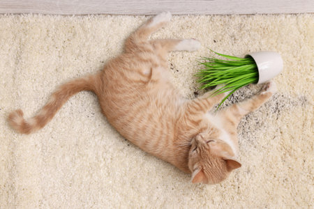 Cute ginger cat near overturned houseplant on carpet indoors, top viewの写真素材