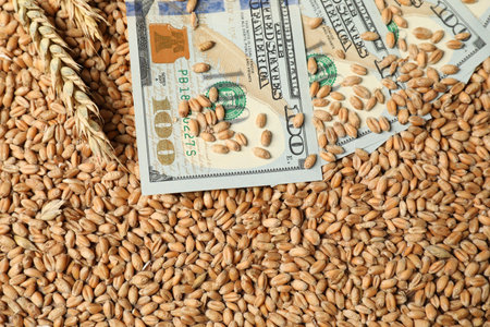 Dollar banknotes and wheat ears on grains, top view. Agricultural businessの写真素材