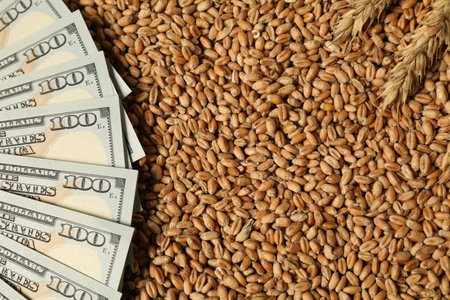 Dollar banknotes and wheat ears on grains, top view. Agricultural businessの写真素材