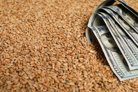 Dollar banknotes on wheat grains, closeup. Agricultural businessの写真素材