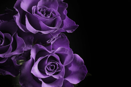 Violet flowers on black background, closeup. Funeral attributesの写真素材