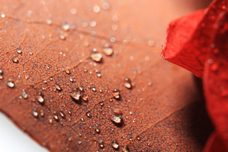 Beautiful flower with water drops as background, macro viewの写真素材
