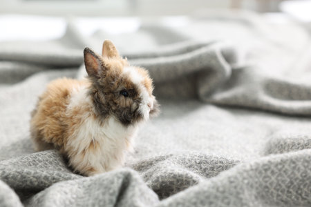 Cute fluffy pet rabbit on soft blanket. Space for textの写真素材