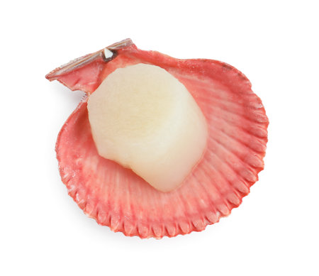 Fresh raw scallop in shell isolated on white, top view