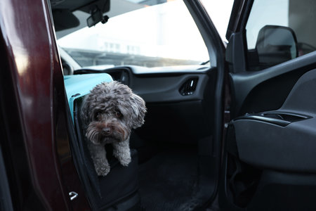 Cute dog in pet carrier traveling by car. Safe transportationの写真素材