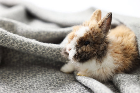 Cute fluffy pet rabbit on soft blanket. Space for textの写真素材