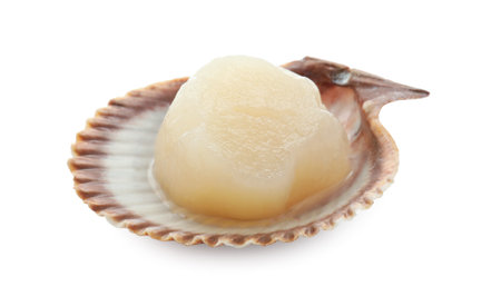 Fresh raw scallop in shell isolated on whiteの写真素材