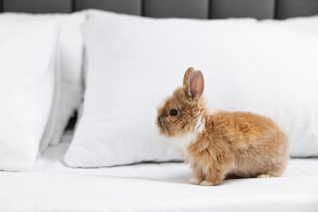 Cute fluffy pet rabbit on bed. Space for textの写真素材