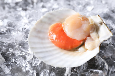 Fresh raw scallop in shell on ice cubes, closeupの写真素材