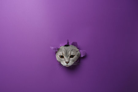 Cute gray cat peeking out hole in purple paperの写真素材