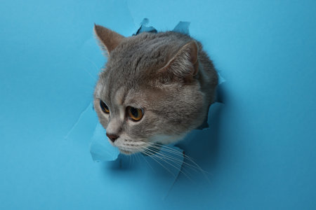 Cute gray cat peeking out hole in light blue paperの写真素材