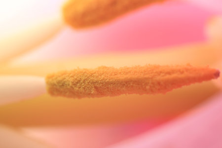 Macro photo of beautiful flower as backgroundの写真素材