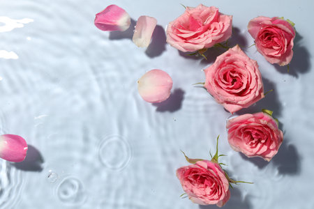 Beautiful roses and petals in water on light blue background, top view. Space for textの写真素材