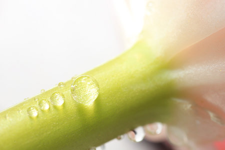Beautiful flower with water drops against blurred background, macro viewの写真素材