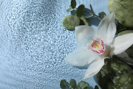 Beautiful orchid, spa stones and eucalyptus branch in water on light blue background, top view. Space for textの写真素材