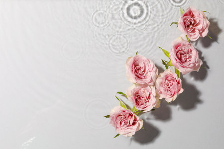 Beautiful roses in water on white background, top view. Space for text