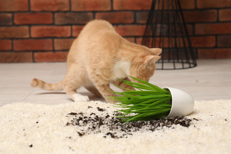 Cute ginger cat near overturned houseplant on carpet at home, selective focusの写真素材