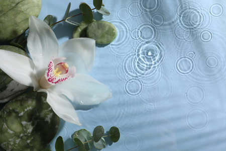 Beautiful orchid, spa stones and eucalyptus branch in water on light blue background, top view. Space for textの写真素材