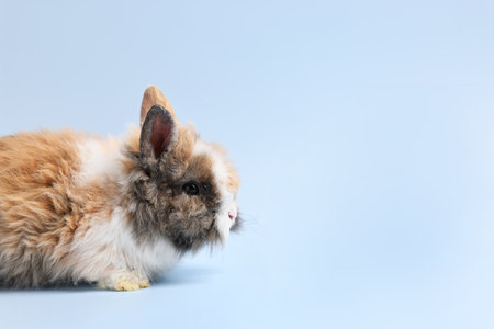 Cute little rabbit on light blue background. Space for textの写真素材