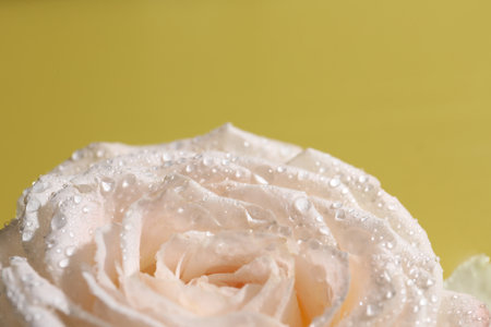 Beautiful rose flower with water drops on pale yellow, closeup. Space for textの写真素材