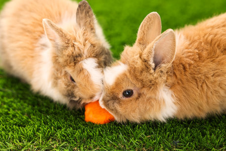 Cute little rabbits eating carrots on grassの写真素材