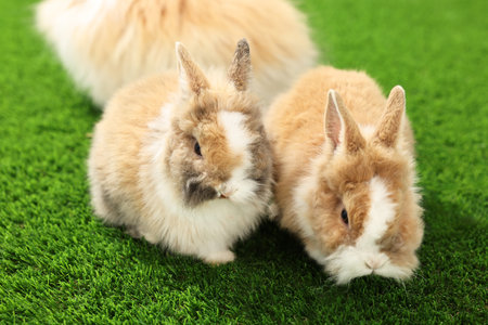 Cute fluffy pet rabbits on green grassの写真素材