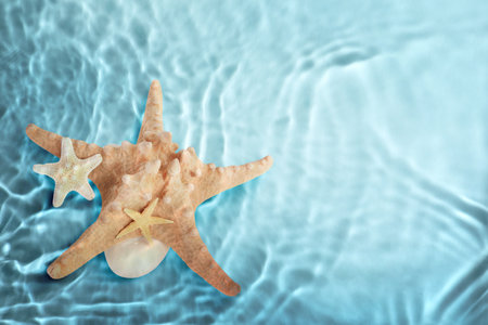 Starfishes washed by sea water, space for textの写真素材