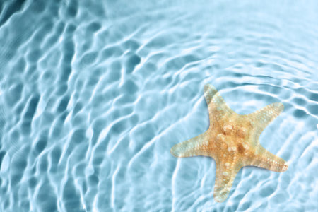 Starfish in sea water, top view. Space for textの写真素材