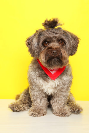 Cute Maltipoo dog on white table against yellow background. Lovely petの写真素材