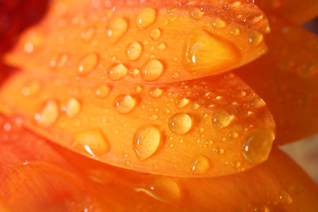 Beautiful flower with water drops, macro viewの写真素材