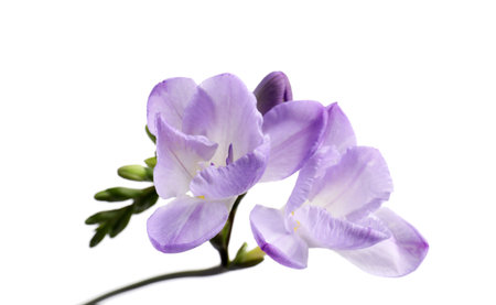Beautiful violet freesia flower isolated on whiteの写真素材