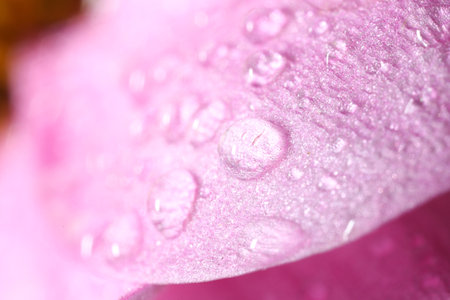 Beautiful flower with water drops, macro viewの写真素材