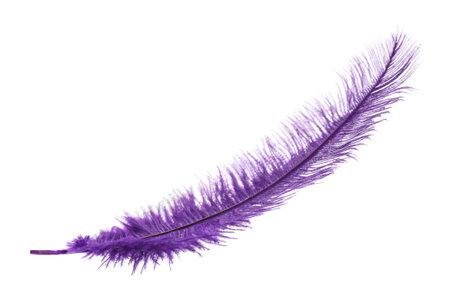 Beautiful delicate violet feather isolated on whiteの写真素材