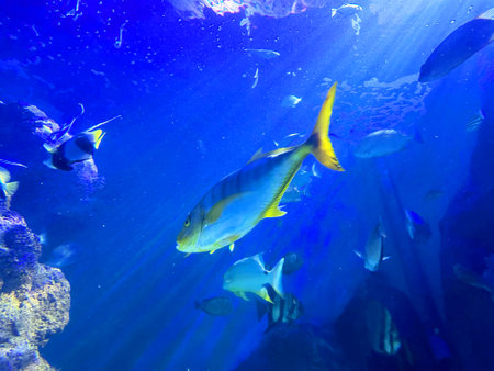 Different fishes swimming in sea, low angle view. Underwater world