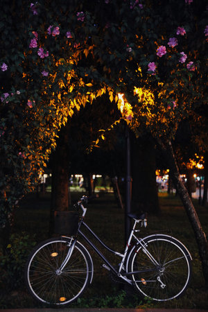 Bicycle with basket parked near beautiful tree in eveningの写真素材