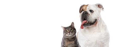 Cute cat and adorable dog on white background. Banner design with space for textの写真素材