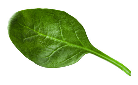 One fresh spinach leaf isolated on whiteの写真素材