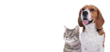 Cute cat and adorable dog on white background. Banner design with space for text