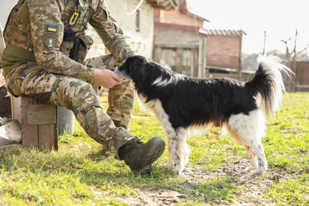 Ukrainian soldier feeding stray dog outdoors on sunny day, closeupの写真素材