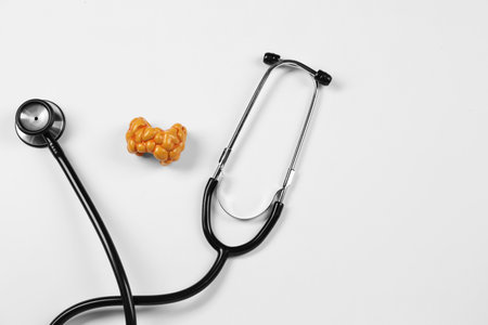 Endocrinology. Stethoscope and model of thyroid gland on white background, top view. Space for textの写真素材