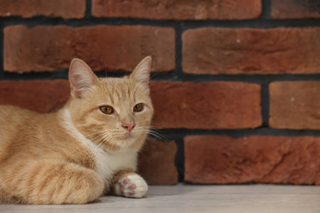 Cute ginger cat lying on floor near brick wall at home, space for textの写真素材