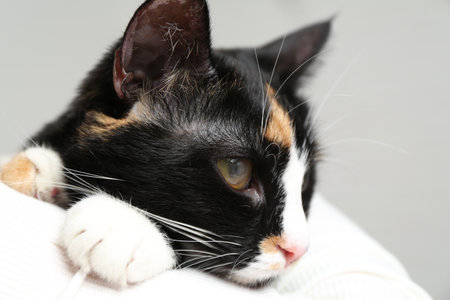 Veterinarian examining cute cat with corneal opacity on blurred background, closeupの写真素材