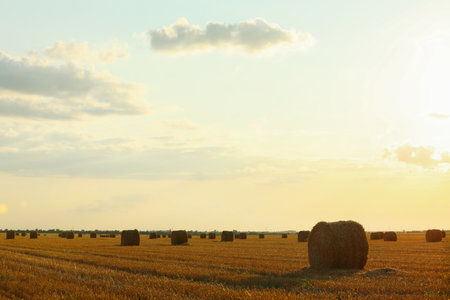 Beautiful view of agricultural field with hay bales
