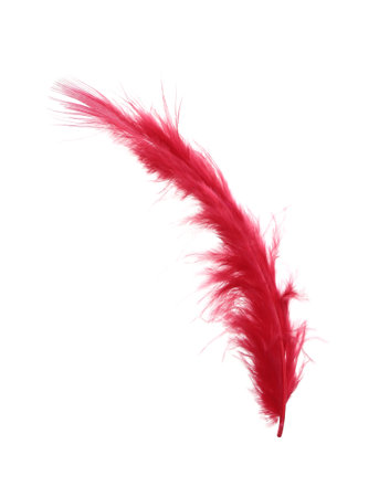 Fluffy beautiful red feather isolated on whiteの写真素材